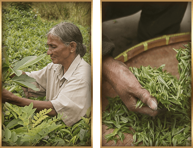 home_tea_pic1
